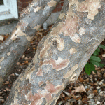 Cornus kousa bark