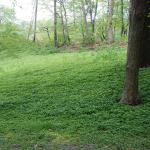 Dense mat of lesser celandine that excludes other herbaceous plants.