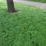 Dense mat of lesser celandine that excludes other herbaceous plants.