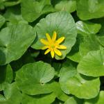 Lesser celandine has glossy, kidney- to heart-shaped leaves.