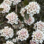 Physocarpus opulifolius 'Little Devil' flower