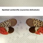 Spotted Lanternfly