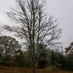 Maple with lichen