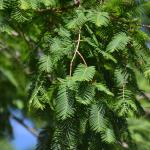 Metasequoia leaves