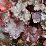 Heuchera 'Midnight Rose'