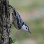 A White-breasted Nuthatch clinging to the bark of a tree trunk. 