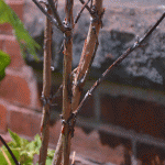 Oakleaf hydrangea bark