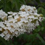 Hydrangea quercifolia flower