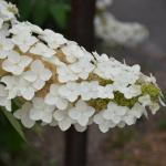 Oakleaf hydragea flowers