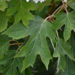 Oakleaf hydrangea foliage