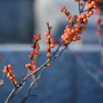 Ilex verticillata with orange-yellow berries