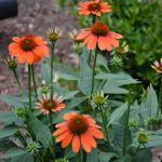 orange echinacea