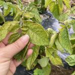 Yellowing potato foliage with brown specks.