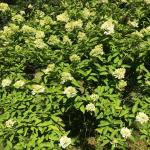 Hydrangea paniculata