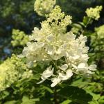 Flower panicle of Hydrangea paniculata