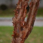 Acer griseum bark