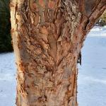 Paperbark maple bark