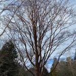 Paperbark maple form