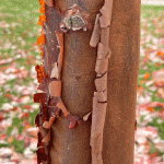 Paperbark maple