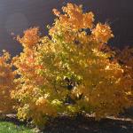 Persian ironwood (Parrotia persica)