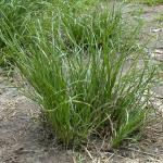 Growth habit of path rush, Juncus tenuis