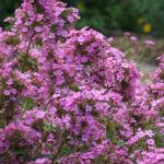 Phlox paniculata 'Jeana' flowers (Photo: Saunders Brothers, Inc)