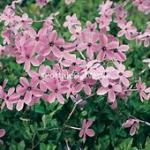 Phlox stolonifera