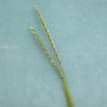 seedhead of Paspalum setaceum