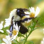 Bumble bee foraging on a flower. Photo by Jane Ogilvie/Chicago Botanic Garden