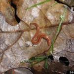 Bipalium adventitium hammerhead worm species. Note a yellow-orange body color and a single stripe on the back. (Photo courtesy of Leslie J. Mehrhoff, University of Connecticut, Bugwood.org)