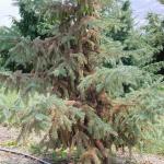 Figure 2. Spider mite damage on spruce (Picea glouca). Photo courtesy of Ward Strong, BC Ministry of Forests, Bugwood.org