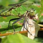 eastern pondhawk (Erythemis simplicicollis)