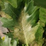 Figure 3. Spider mite damage/bronzing on the red oak leaf.     