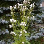 Pilewort (Erechtites hieraciifolia) gone to seed