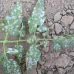 White powdery circular lesions on upper surface of tomato leaves. 