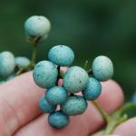 Porcelain-berry fruit