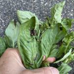 Pseudomonas on basil