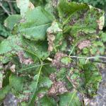 1.	Symptoms of Pseudocercospora leaf blotch on lilac (Syringa vulgaris). Photo by N. Brazee