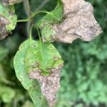 2.	Symptoms of Pseudocercospora leaf blotch on lilac (Syringa vulgaris). Photo by N. Brazee