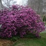 PJM Rhododendron in flower