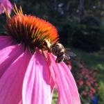 Predator ambush bug (Phymata spp.) with its prey, a bumble bee.