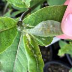 Aphid midge (Aphidoletes spp.) feeding on potato aphids.