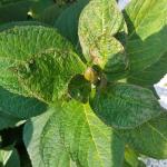 Figure 4. Chilli thrips damage on H. macrophylla ‘Nikko blue’ in October