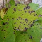 Figure 6. Cercospora leaf spots on H. macrophylla leaves