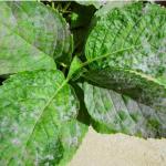 Figure 8. Powdery mildew on H. macrophylla. Photo: UF/IFAS