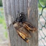 Jumping spider with its moth prey.