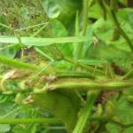 Praying mantis (Mantis spp) hiding amongst foliage awaiting its next prey.