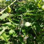 Yellow garden spider (Argiope aurantia) amongst tomato planting waiting for prey.