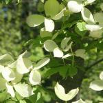 Cornus x rutgersensis Ruth Ellen®