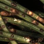 The tests or covers of an armored scale insect, the shortneedle evergreen scale (Dynaspidiotus tsugae), on white spruce (Picea glauca).